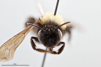 Media type: image;   Entomology 771464 Aspect: head frontal view